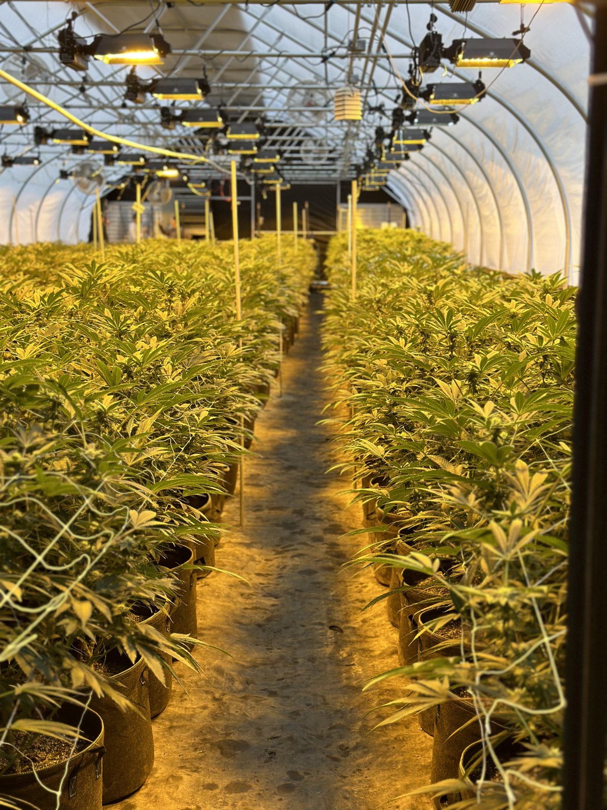 Living soil greenhouse