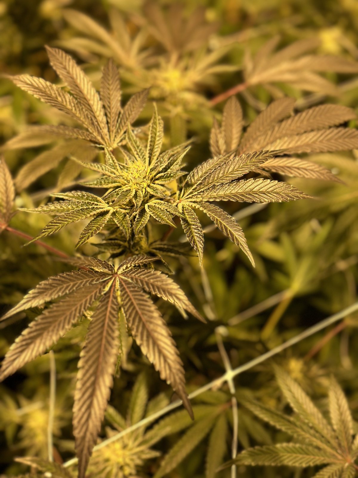 Flowering plant top