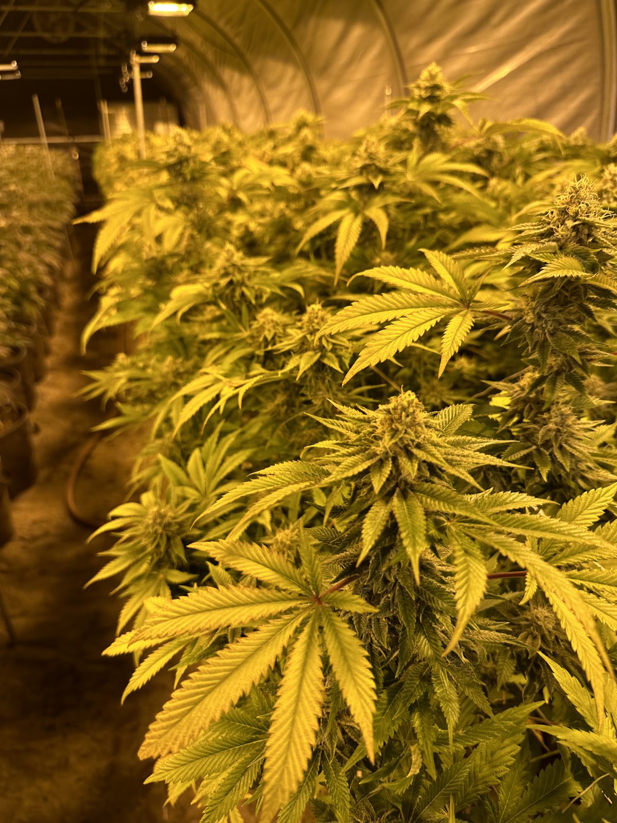 Sungrown flower